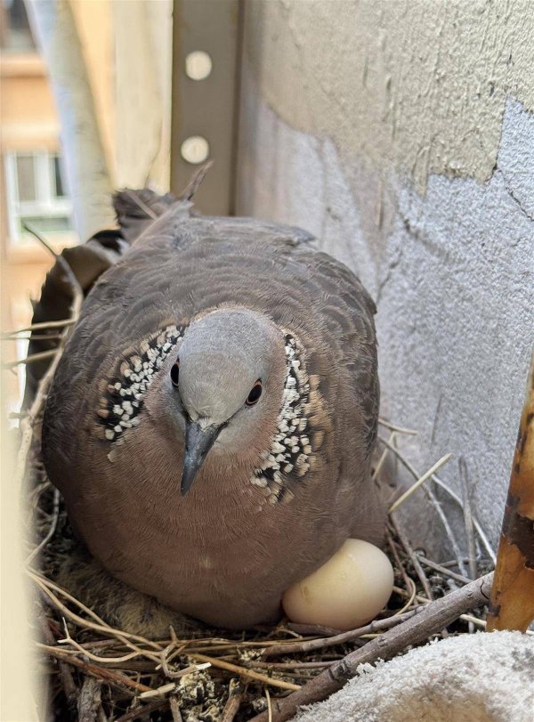 趣投顾 斑鸠空调外机处安家孵出两只宝宝，山西女子怕打扰决定今夏不开空调